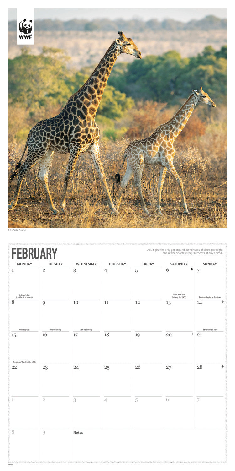 Giraffes WWF Wall Calendar 2027