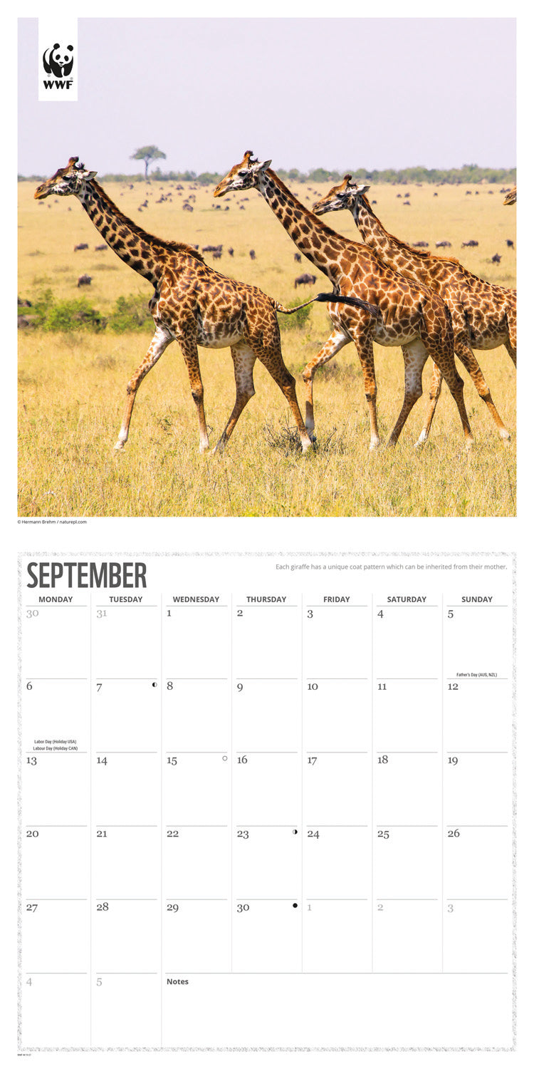 Giraffes WWF Wall Calendar 2027