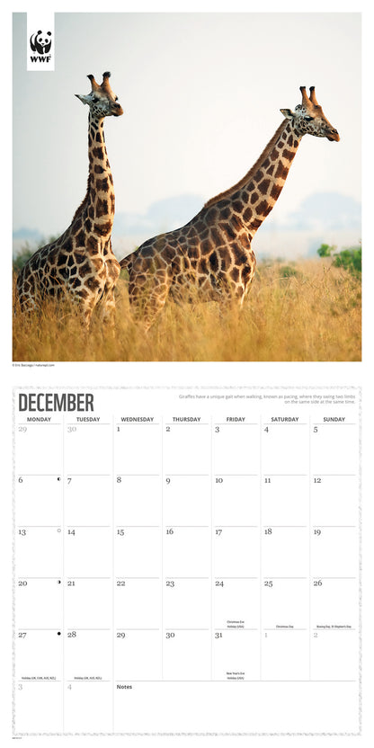 Giraffes WWF Wall Calendar 2027