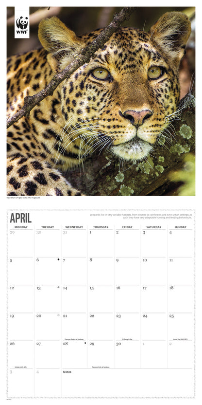 Big Cats WWF Wall Calendar 2027