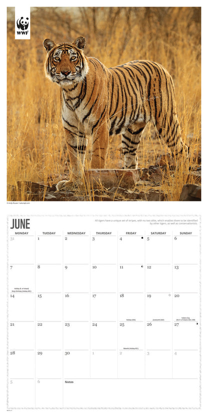 Big Cats WWF Wall Calendar 2027
