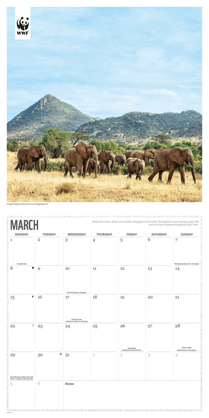 Elephants WWF Wall Calendar 2027