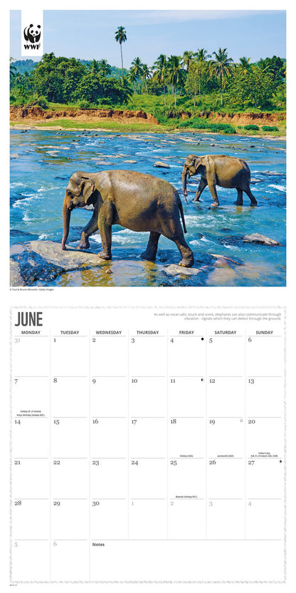 Elephants WWF Wall Calendar 2027