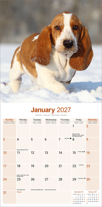 Basset Hound Wall Calendar 2027