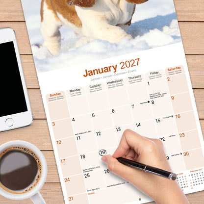 Basset Hound Wall Calendar 2027