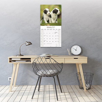 Bearded Collie Wall Calendar 2027