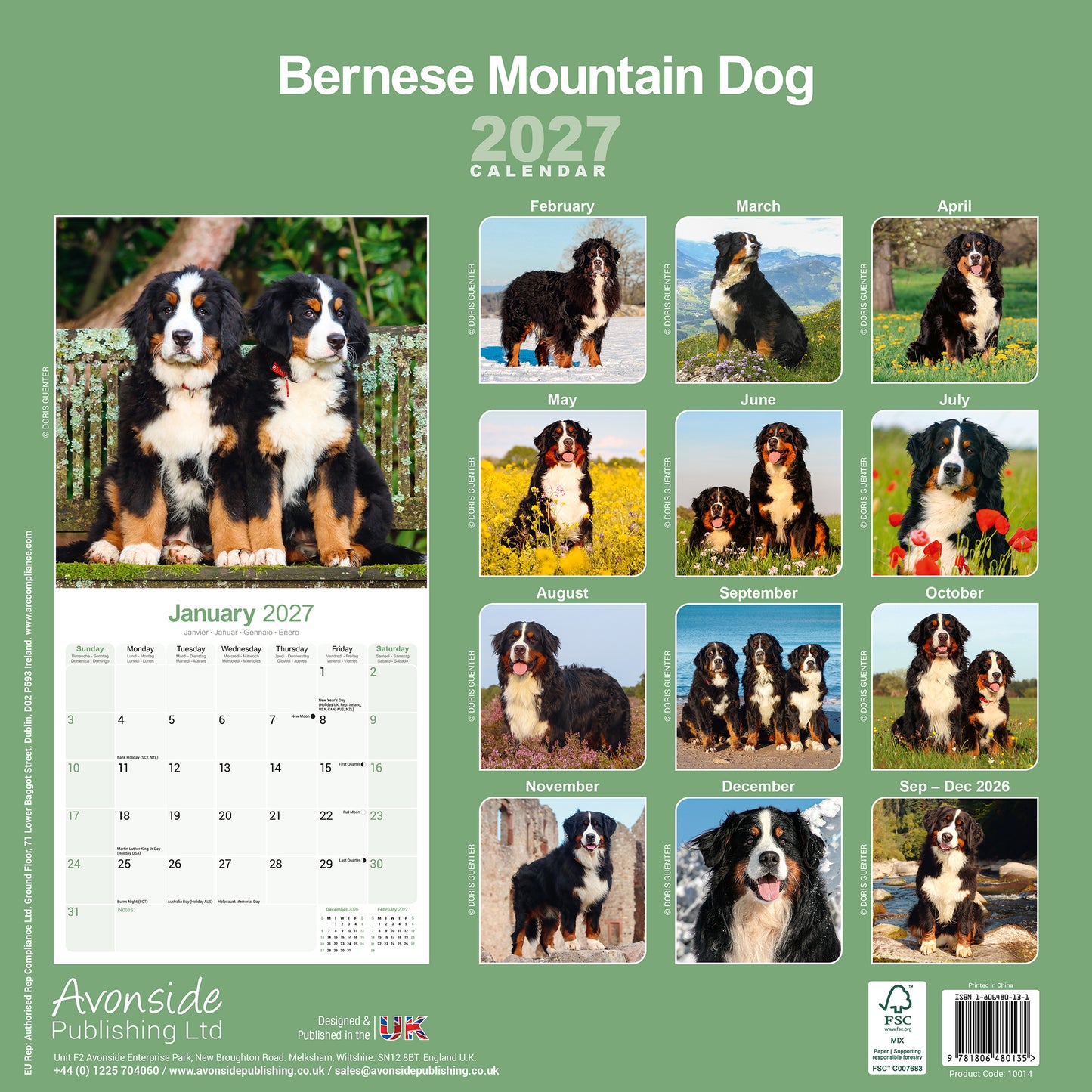 Bernese Mountain Dog Wall Calendar 2027