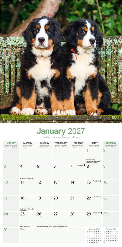Bernese Mountain Dog Wall Calendar 2027