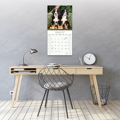 Bernese Mountain Dog Wall Calendar 2027