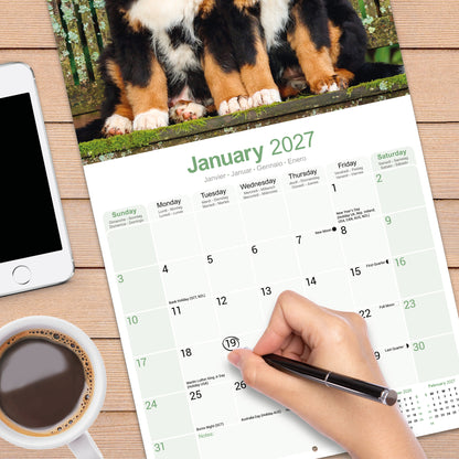 Bernese Mountain Dog Wall Calendar 2027