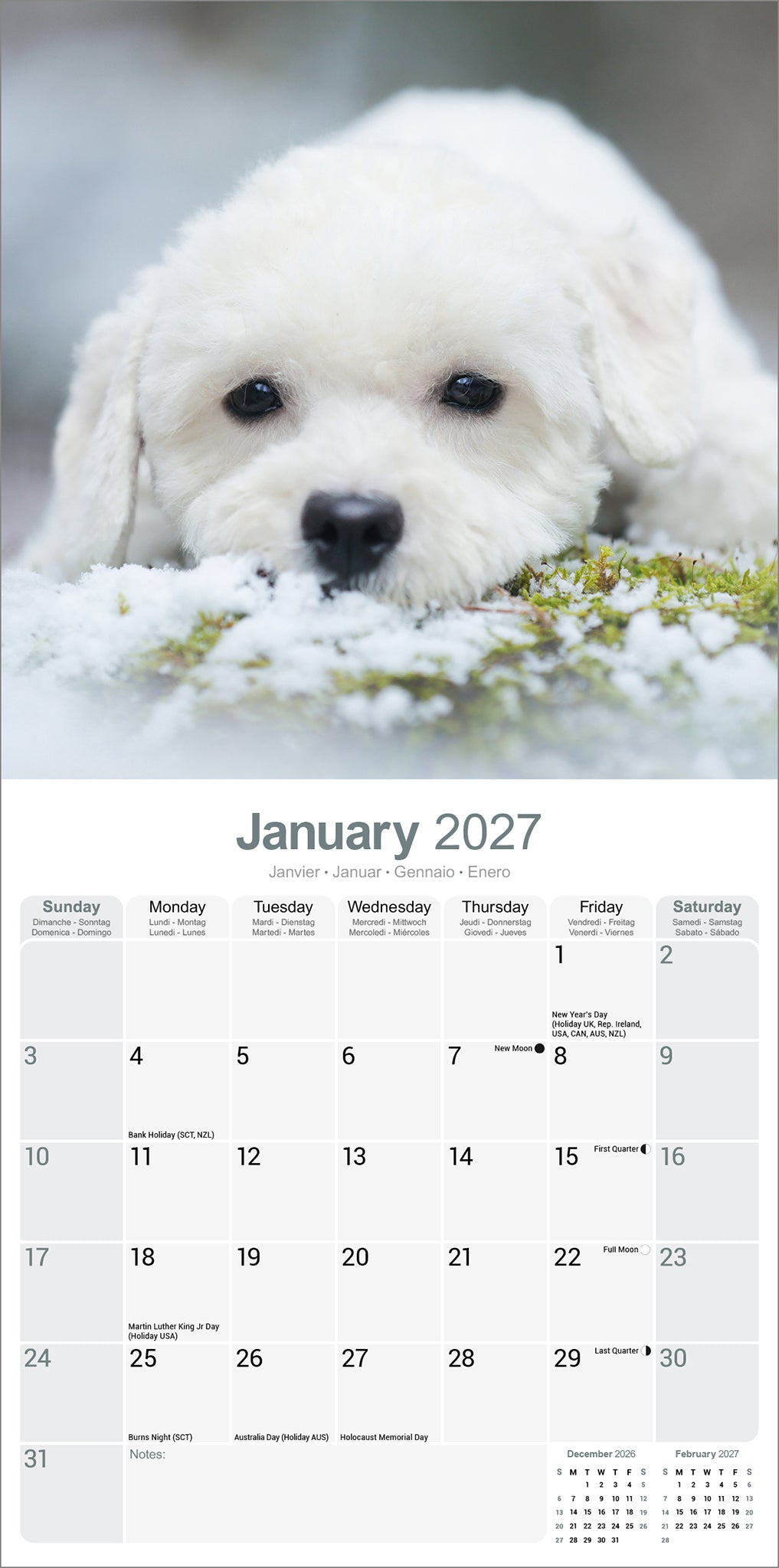 Bichon Frise Wall Calendar 2027