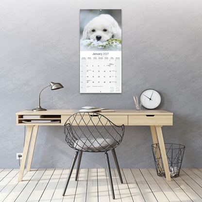 Bichon Frise Wall Calendar 2027