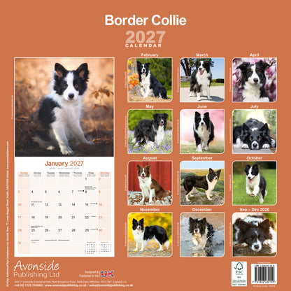 Border Collie Wall Calendar 2027