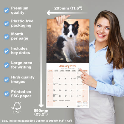 Border Collie Wall Calendar 2027