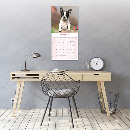Boston Terrier Wall Calendar 2027