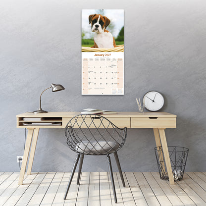 Boxer Puppies Wall Calendar 2027