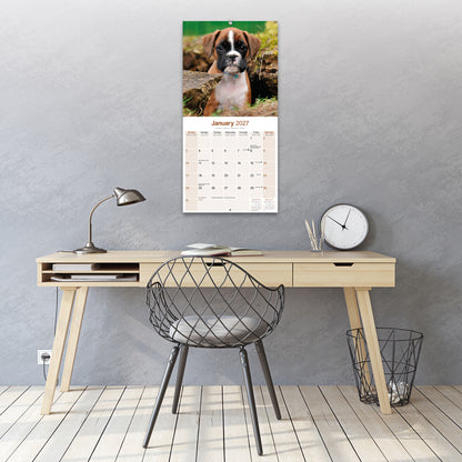 Boxer Wall Calendar 2027