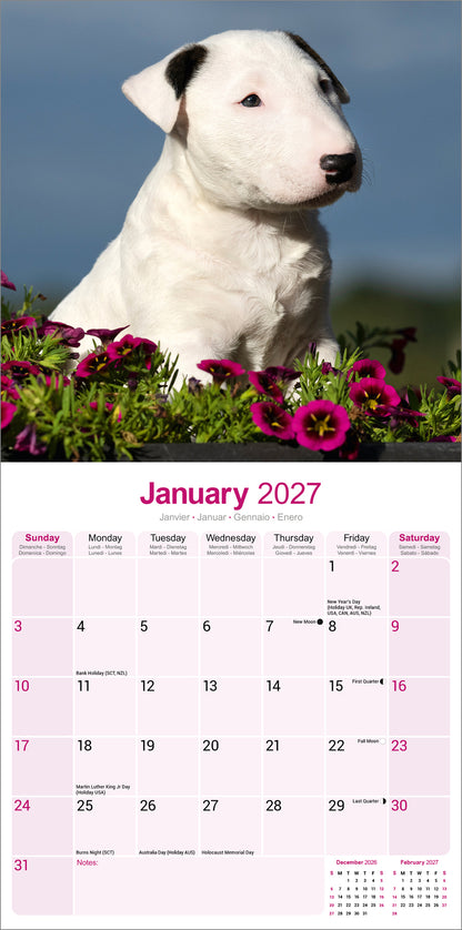 Bull Terrier Wall Calendar 2027