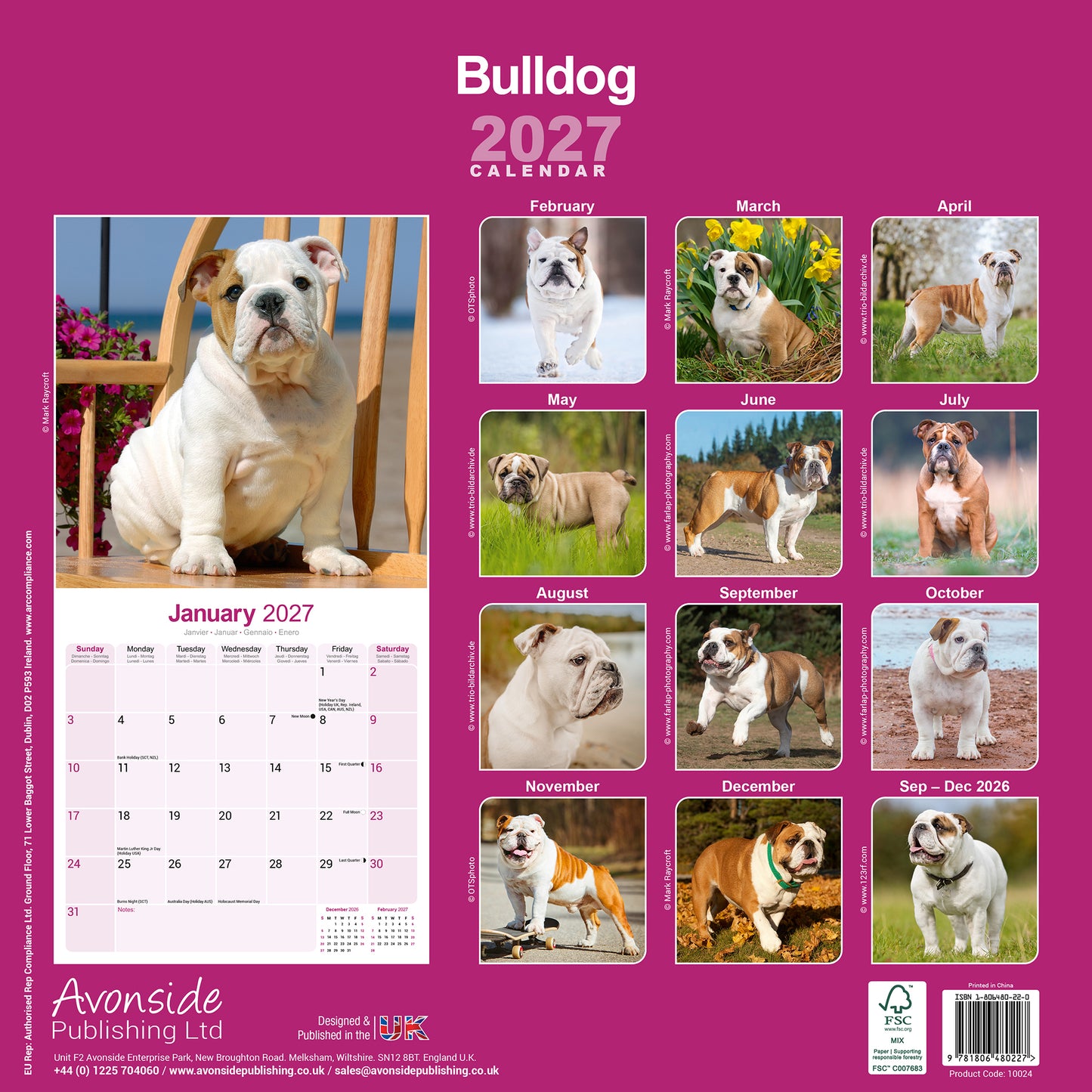 Bulldog Wall Calendar 2027