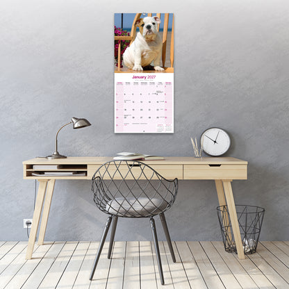 Bulldog Wall Calendar 2027
