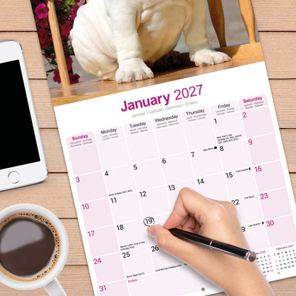 Bulldog Wall Calendar 2027