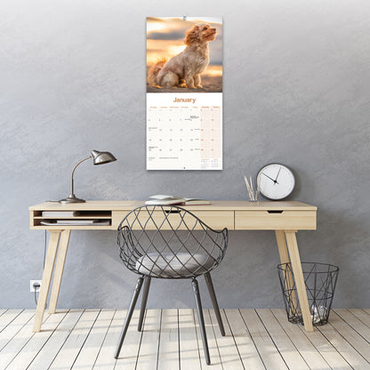 Cavapoo Wall Calendar 2027