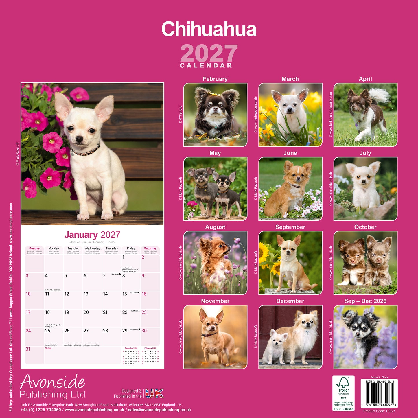 Chihuahua Wall Calendar 2027