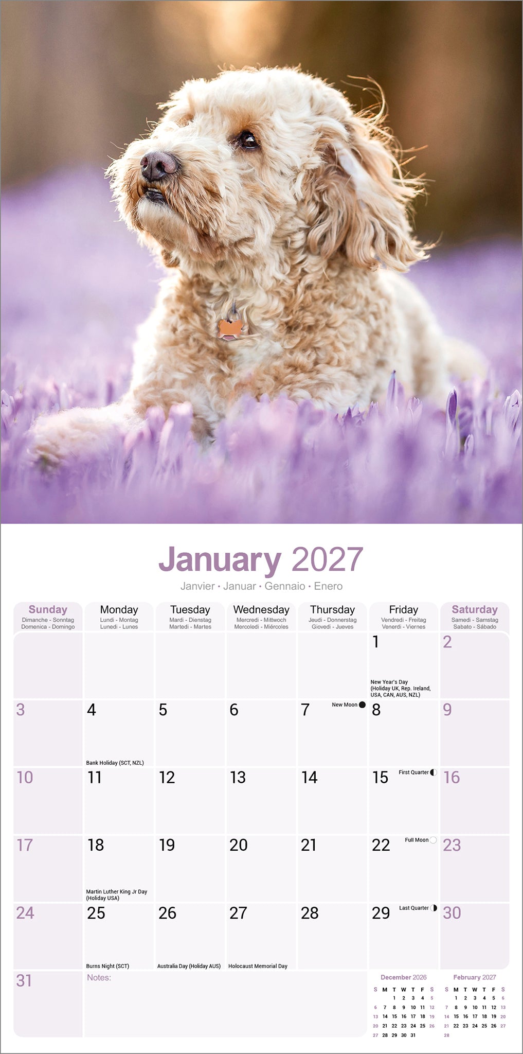 Cockapoo Wall Calendar 2027