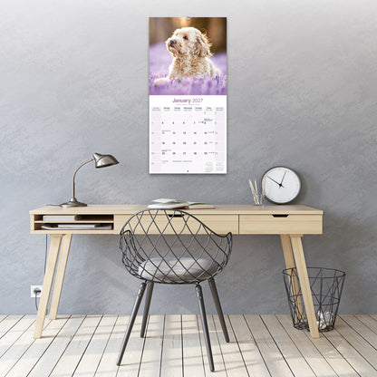 Cockapoo Wall Calendar 2027