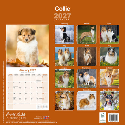 Collie Wall Calendar 2027