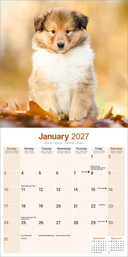Collie Wall Calendar 2027