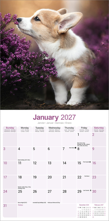 Corgi Wall Calendar 2027