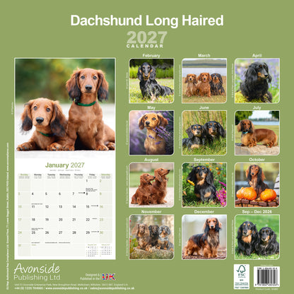Dachshund Longhaired Wall Calendar 2027