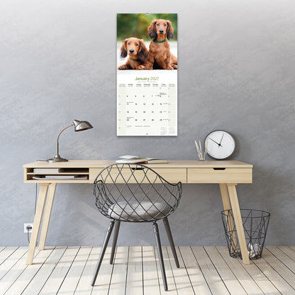Dachshund Longhaired Wall Calendar 2027