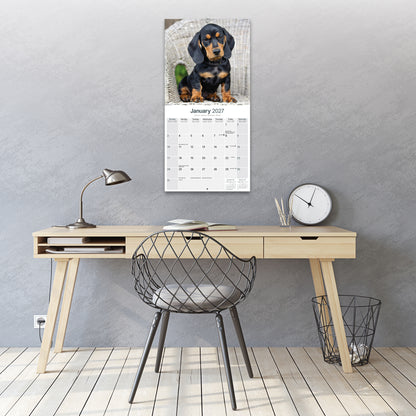 Dachshund Wall Calendar 2027