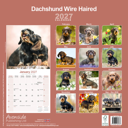 Dachshunds Wirehaired Wall Calendar 2027