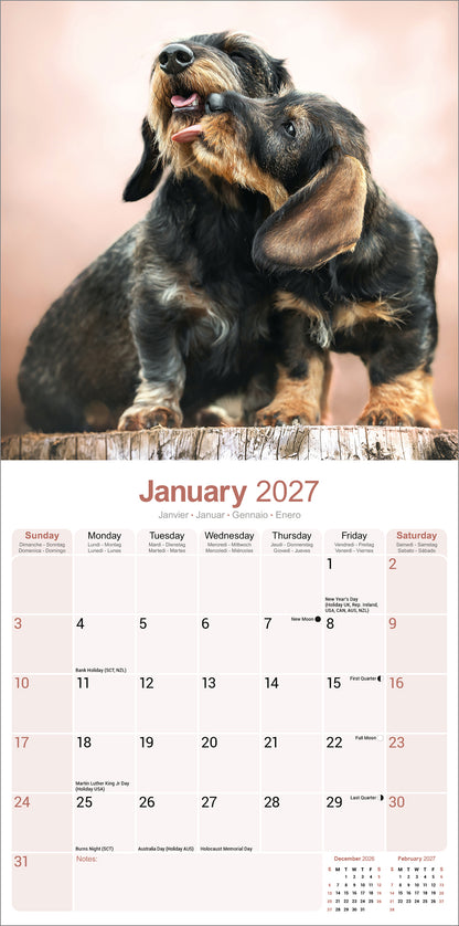 Dachshunds Wirehaired Wall Calendar 2027