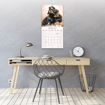 Dachshunds Wirehaired Wall Calendar 2027