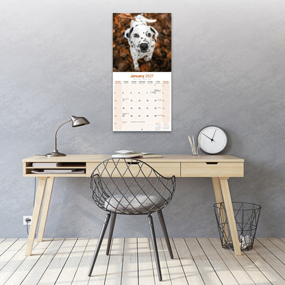 Dalmatian Wall Calendar 2027