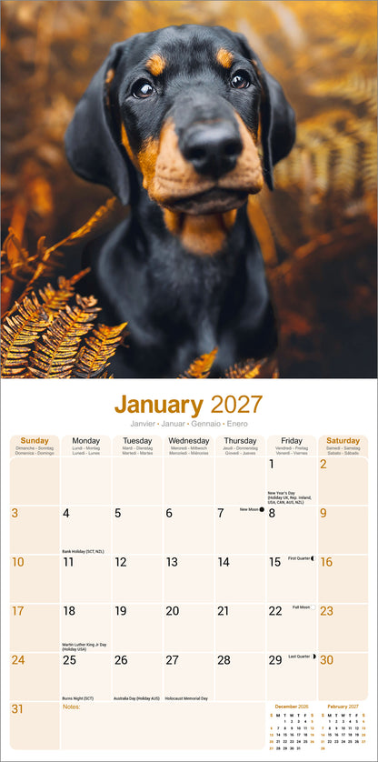 Dobermann Wall Calendar 2027