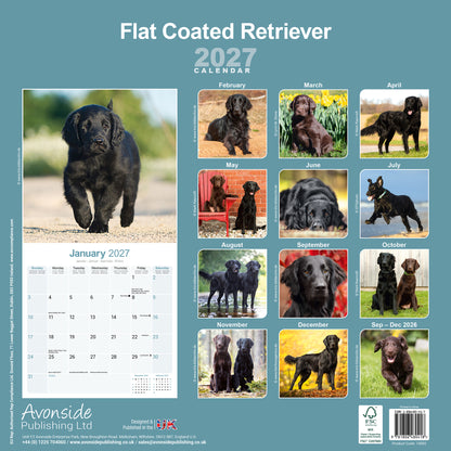 Flat Coated Retriever Wall Calendar 2027