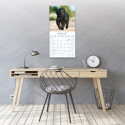 Flat Coated Retriever Wall Calendar 2027