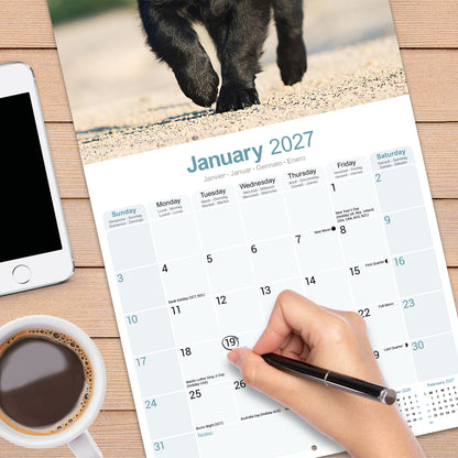Flat Coated Retriever Wall Calendar 2027