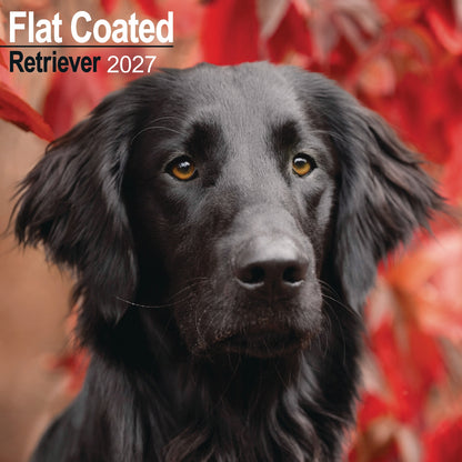 Flat Coated Retriever Wall Calendar 2027