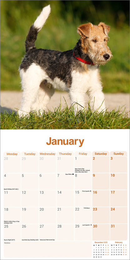 Fox Terrier, Wirehaired Wall Calendar 2027