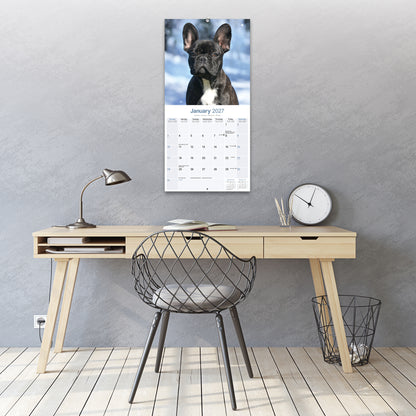 French Bulldog Wall Calendar 2027