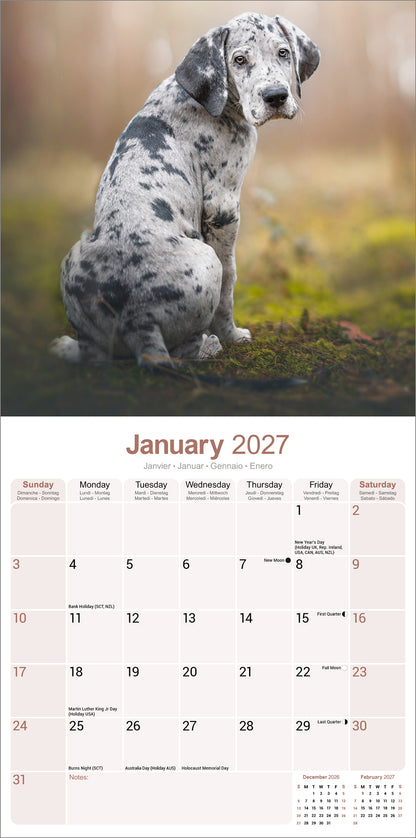 Great Dane Wall Calendar 2027