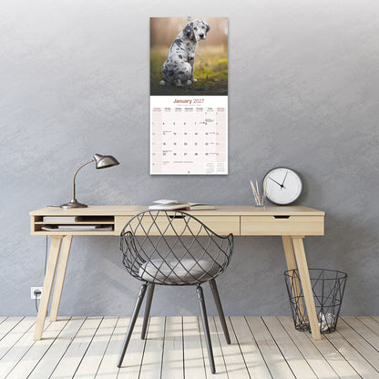 Great Dane Wall Calendar 2027