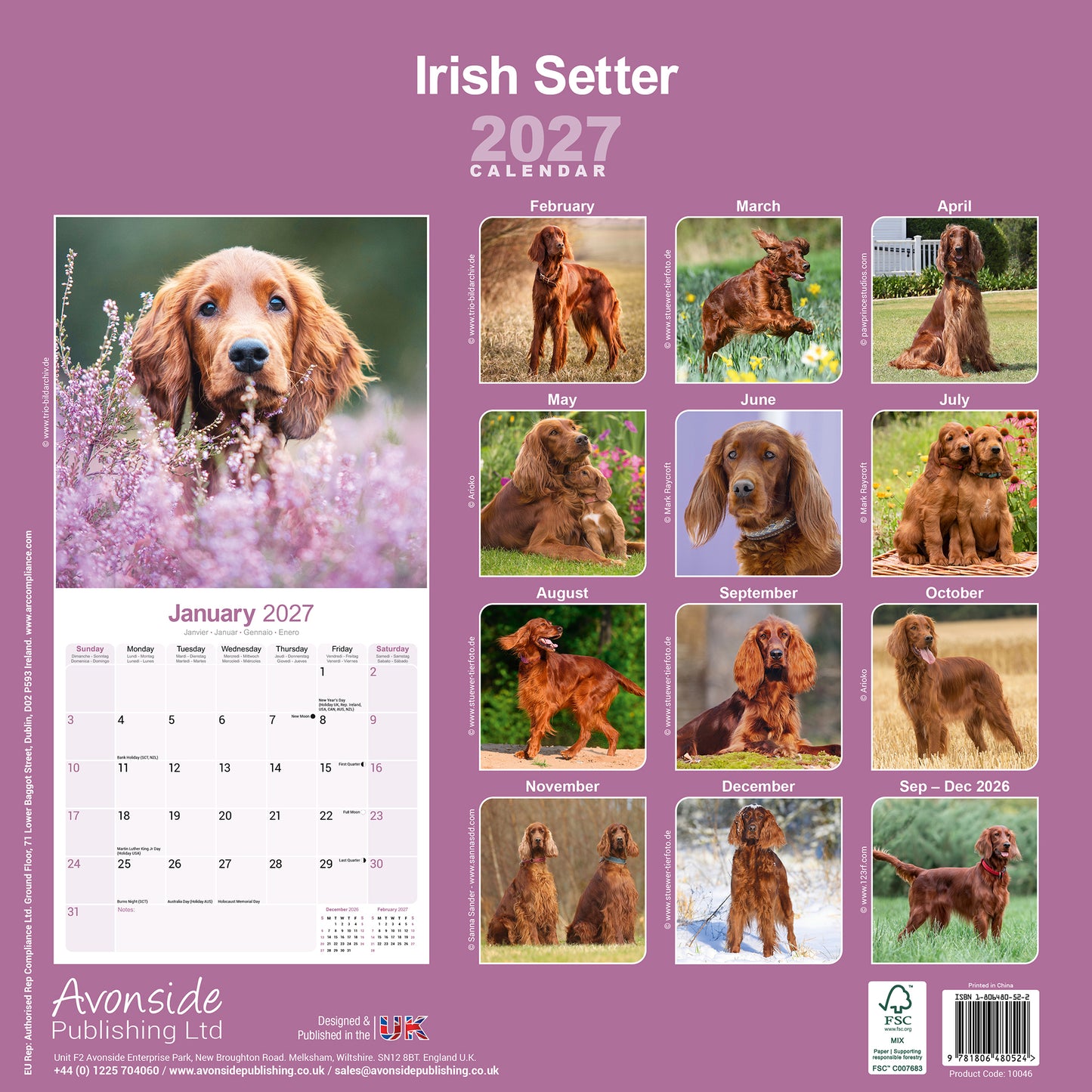 Irish Setter Wall Calendar 2027