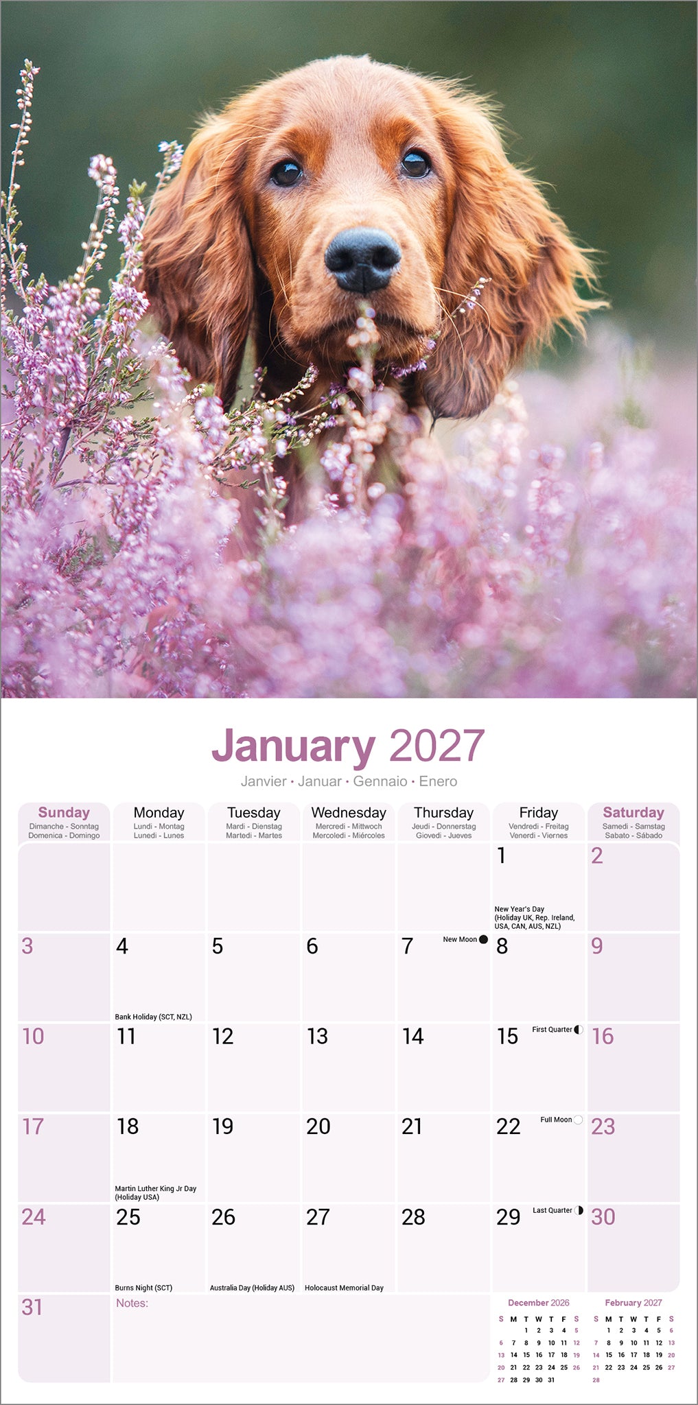 Irish Setter Wall Calendar 2027